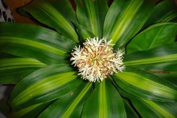 Dracaena fragrans