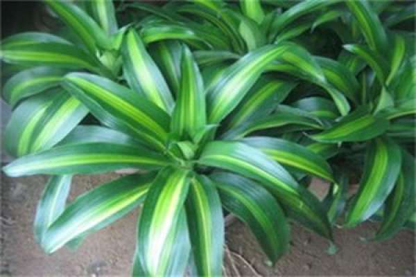 fragrant dragon blood tree