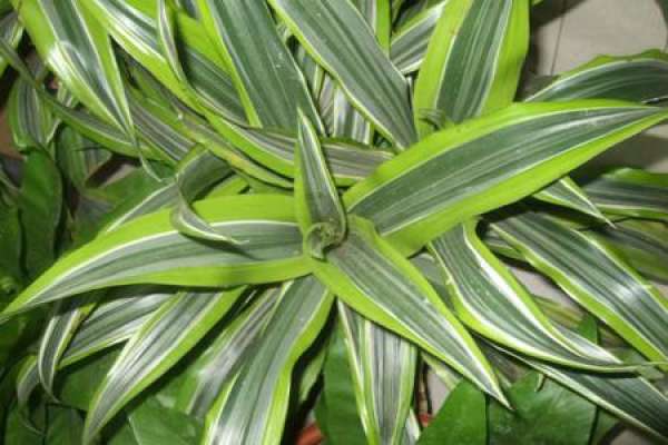 Dracaena fragrans