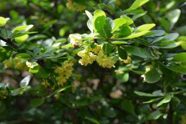 Berberis