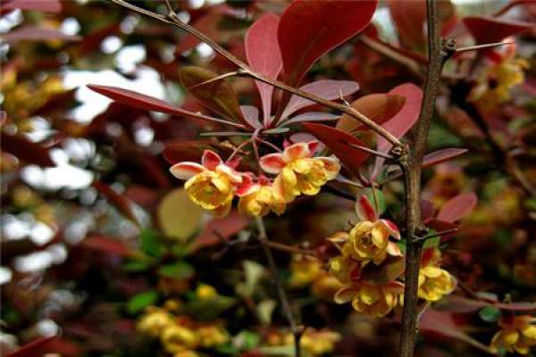 Berberis