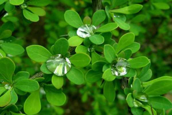 Berberis