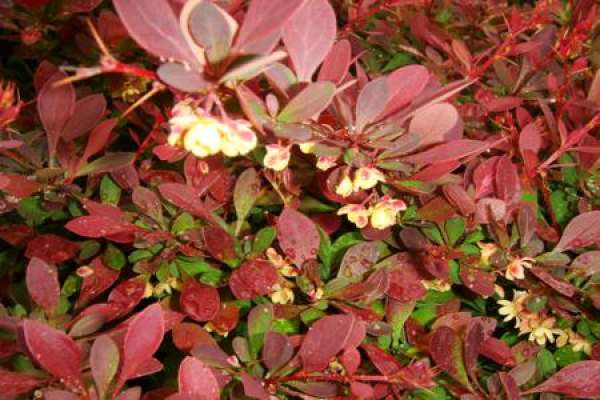 Berberis