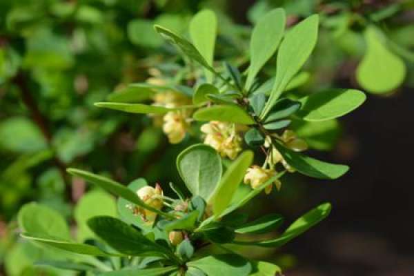 Berberis