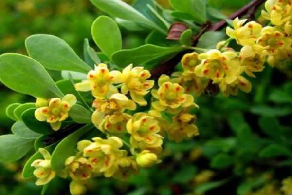 Berberis