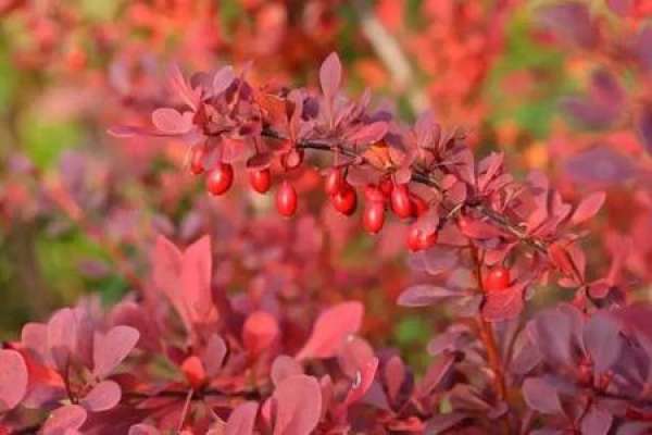Berberis