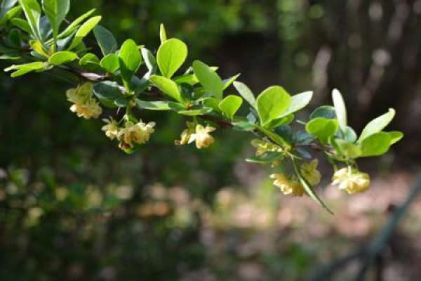 Berberis