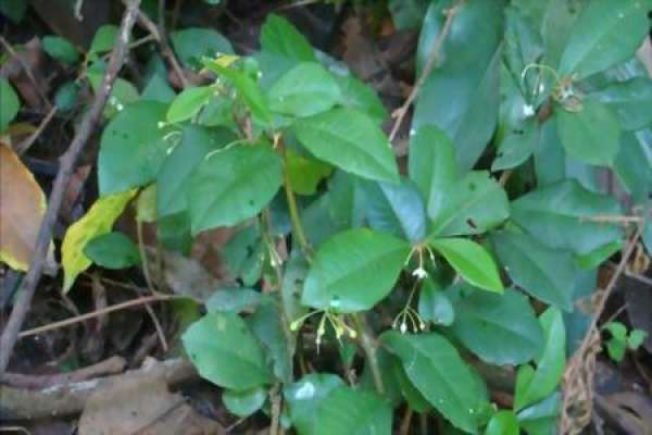 Ardisia japonica