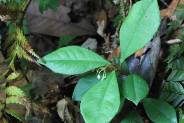 Ardisia japonica