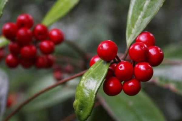Ardisia japonica