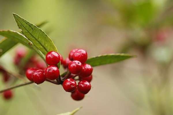 Ardisia japonica