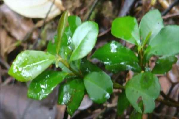 Ardisia japonica