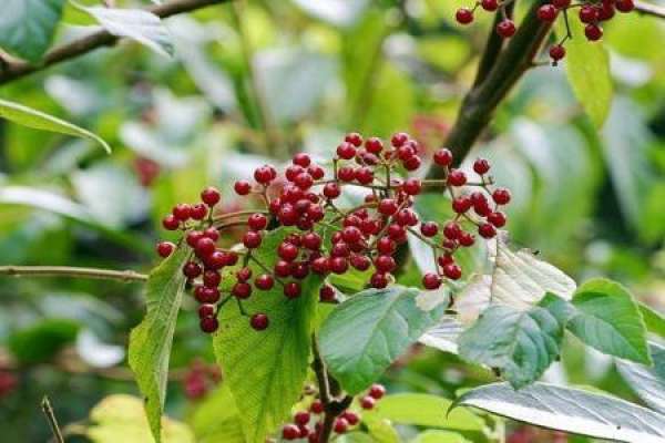 Ardisia japonica