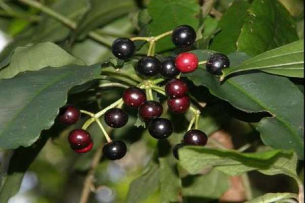Ardisia japonica