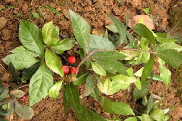 Ardisia japonica