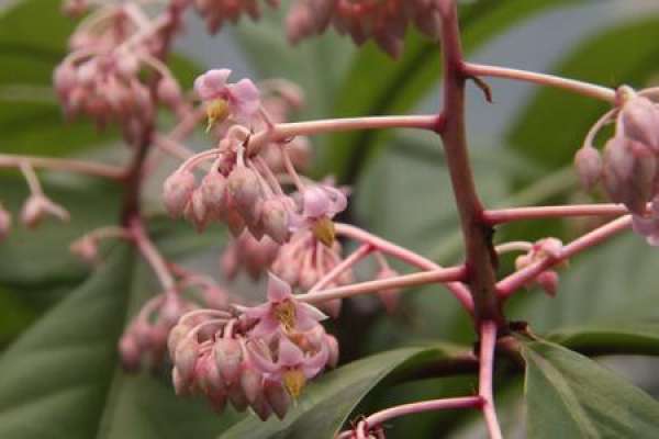 Ardisia japonica