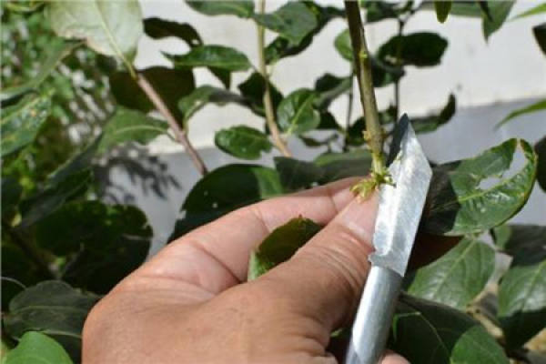 Magnolia denudata