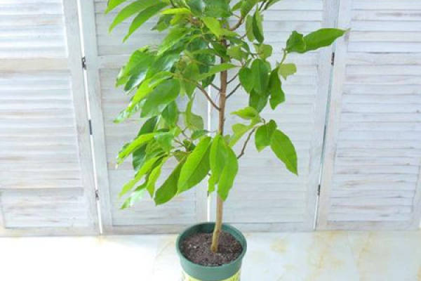 Magnolia denudata