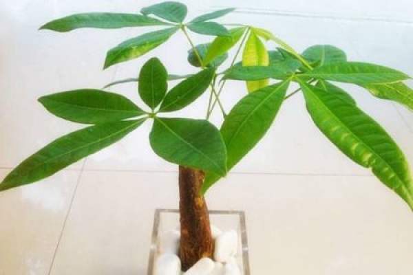 Fortune Tree