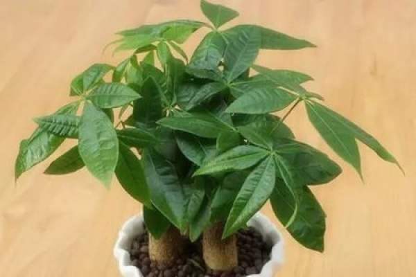 Money Tree