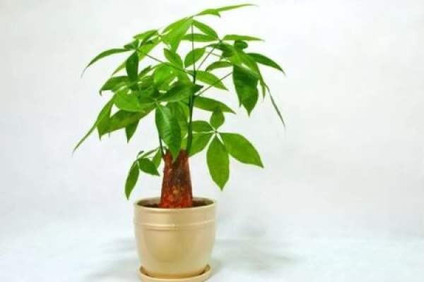 Fortune Tree