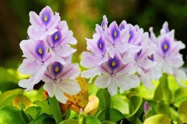 Eichhornia crassipes