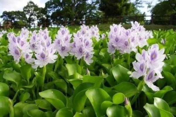 Eichhornia crassipes