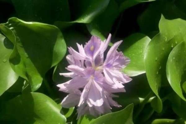 Eichhornia crassipes