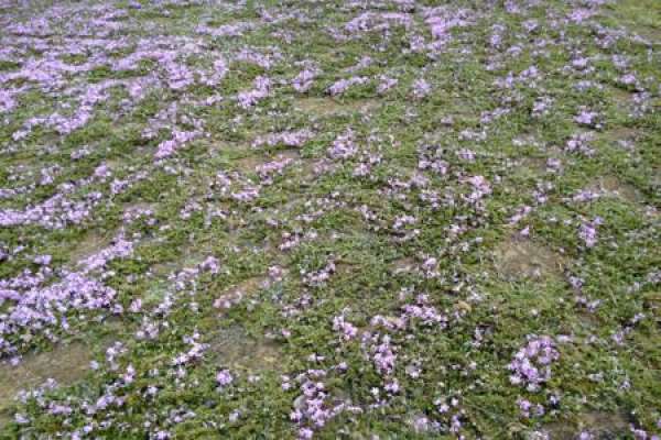 Phlox