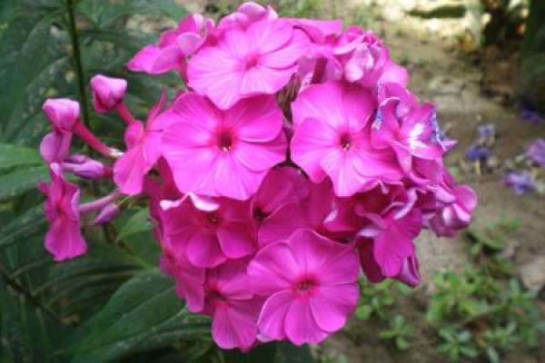 Phlox