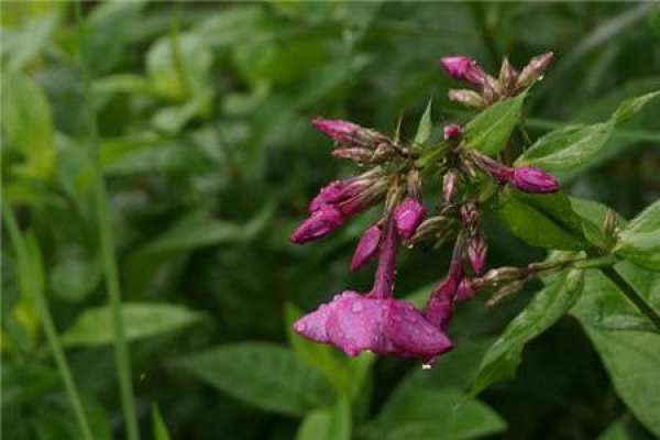Phlox
