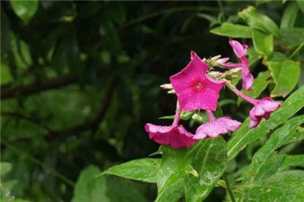 Phlox