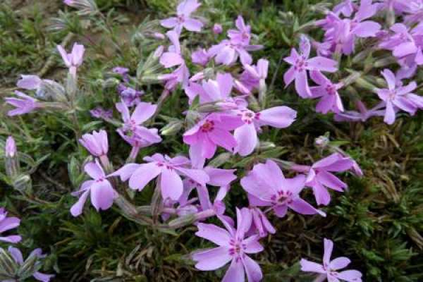Phlox