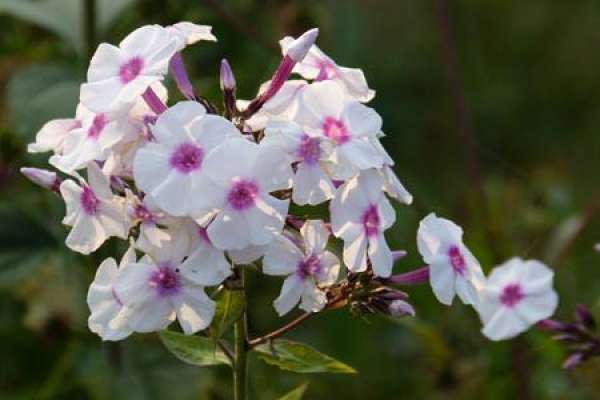 Phlox