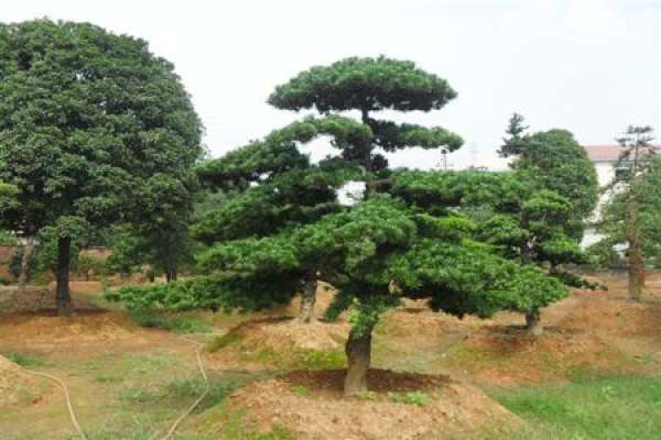 Podocarpus macrophylla