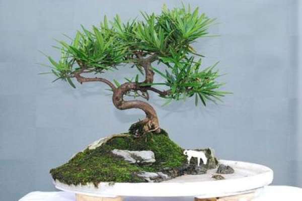 Chinese pine