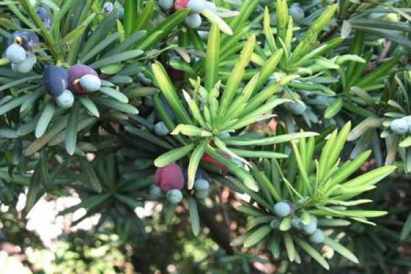 Podocarpus macrophylla