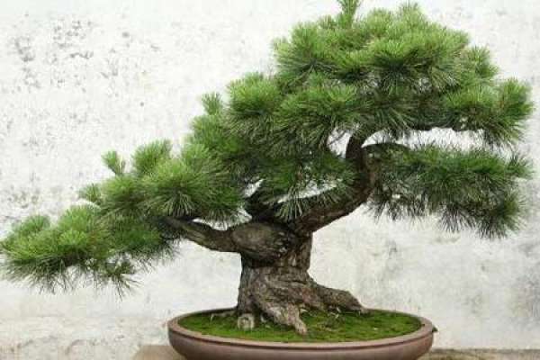Podocarpus macrophylla