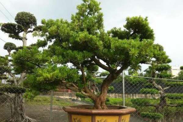 Chinese pine