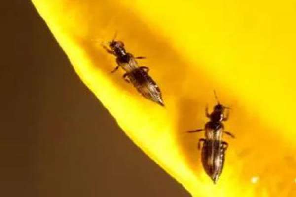 Thrips flavipectus