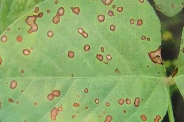 Thrips flavipectus