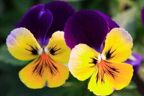 Pansy