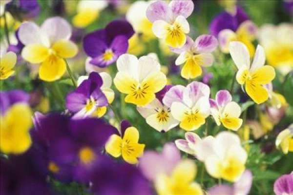 Pansy