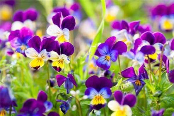 Pansy