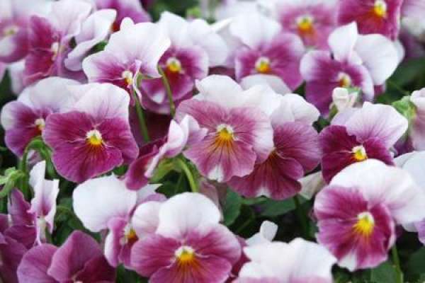 Pansy