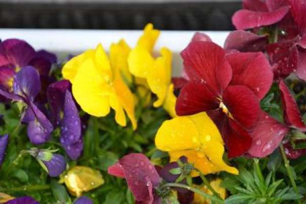 Viola pansy