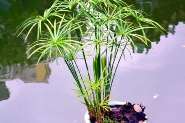 water bamboo
