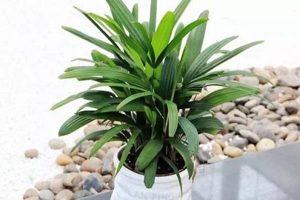 Palm Bamboo