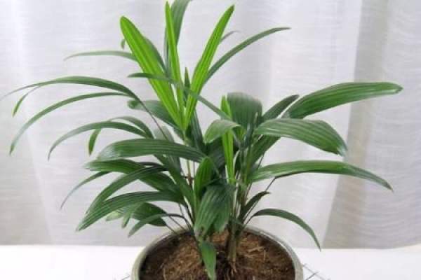 Palm Bamboo