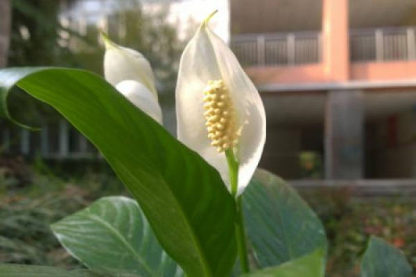 Spathiphyllum